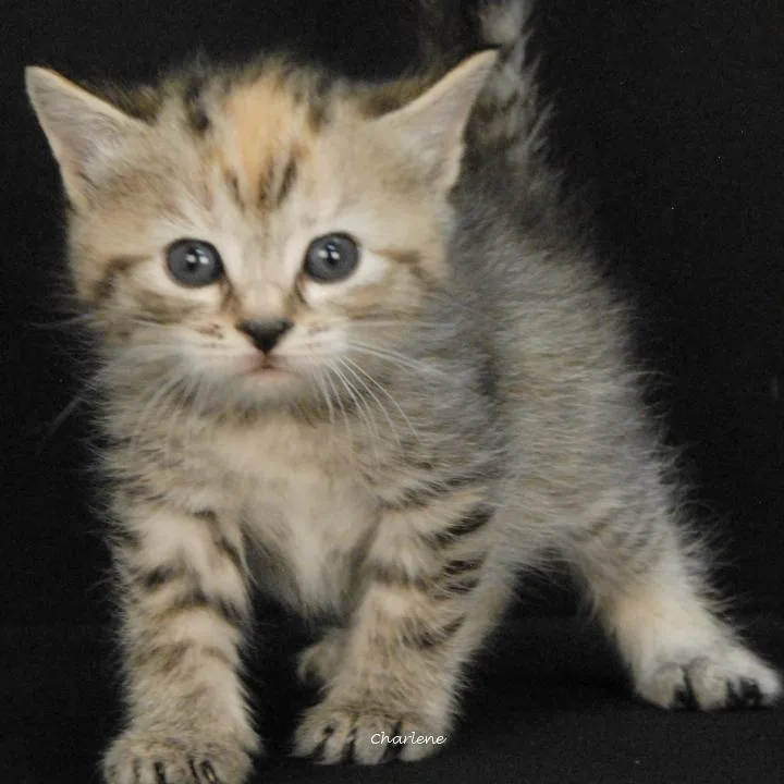 A baby medium-sized female Torbie cat named Gleam for adoption in Newland, NC