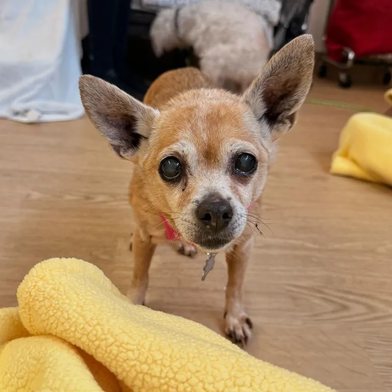 Grand Prix thumbnail 2