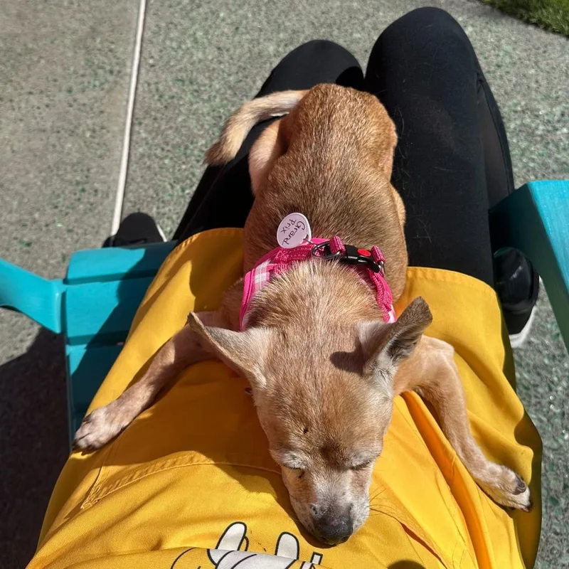 Grand Prix thumbnail 3