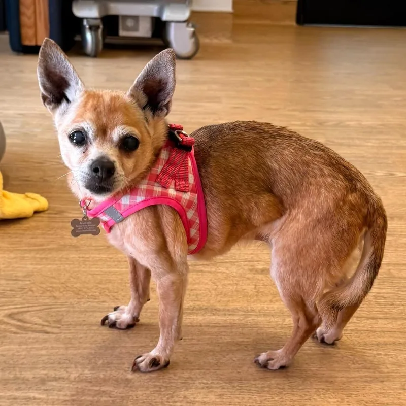 Grand Prix thumbnail 4