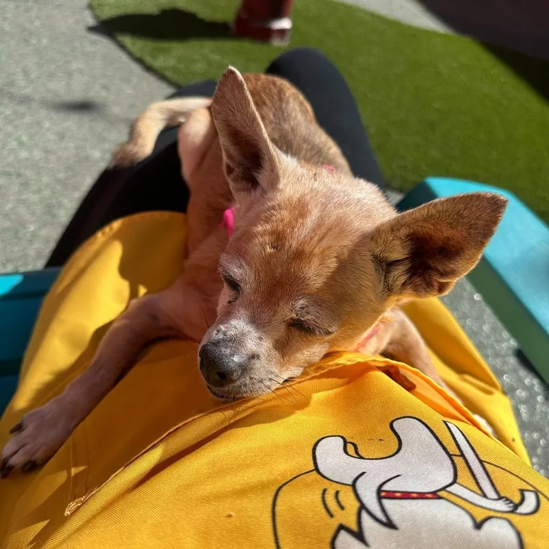 Grand Prix thumbnail 5