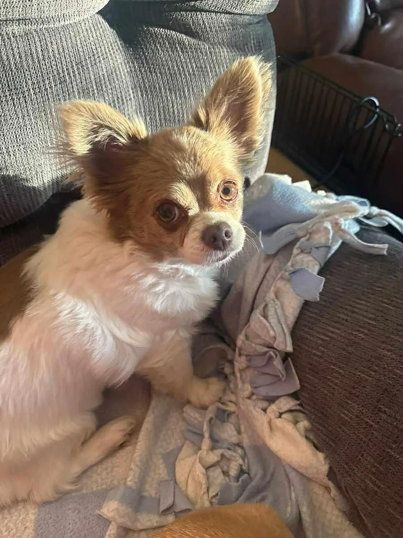 A senior small-sized female Chihuahua dog named Mindy & Abby for adoption in Eugene, OR