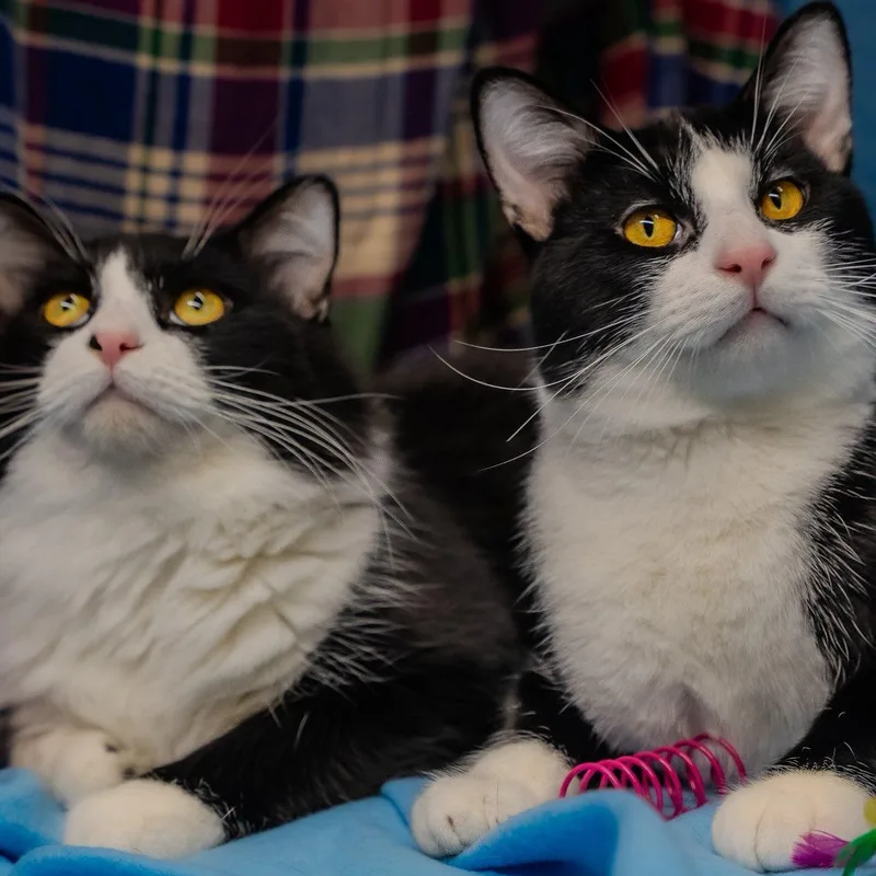 An adult medium-sized male Black & White / Tuxedo Domestic Short Hair cat named Athos & Pothos for adoption in Alexandria, IN