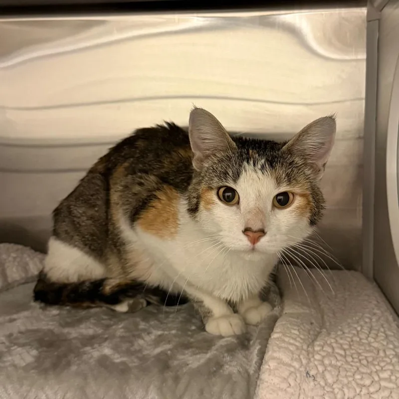 An adult medium-sized female Torbie Domestic Short Hair cat named Nala for adoption in Council Bluffs, IA