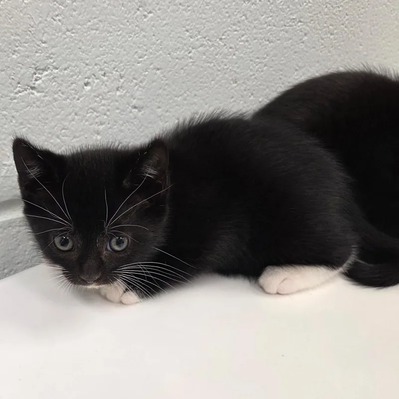 A baby small-sized male Black Domestic Short Hair cat named Tails for adoption in Chattanooga, TN