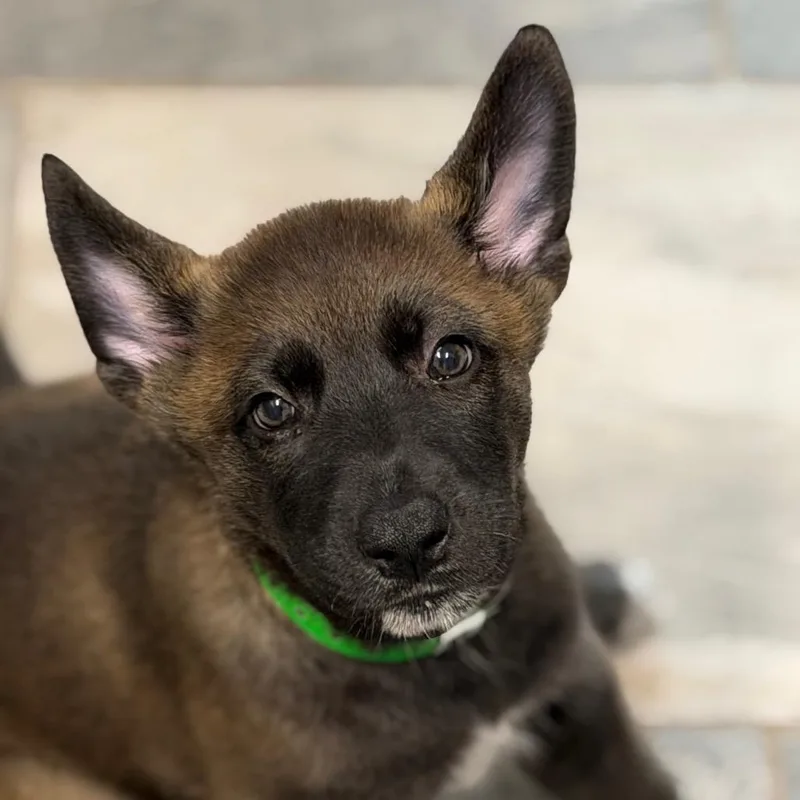 A baby medium-sized female Brown / Chocolate Shepherd dog named Pickles for adoption in Wellington, FL