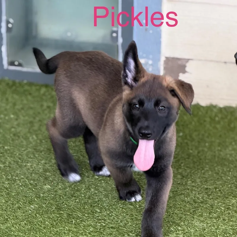 Pickles thumbnail 3