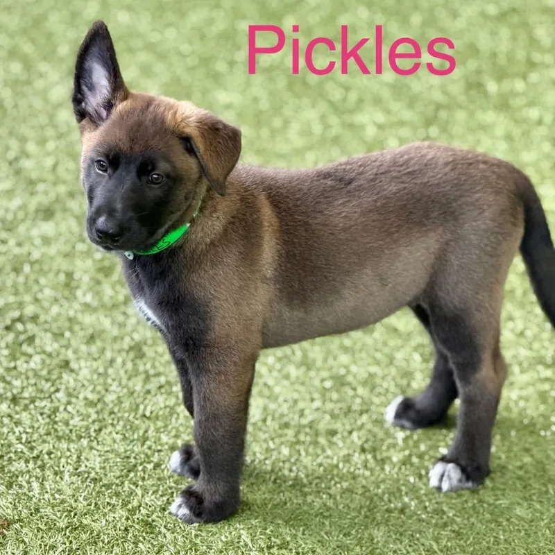 Pickles thumbnail 4