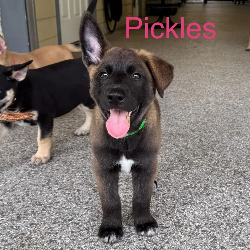 Pickles thumbnail 6