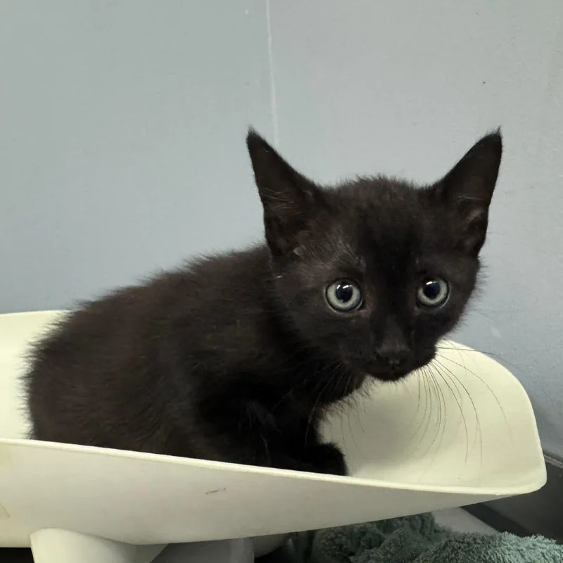 A baby small-sized male Black Domestic Short Hair cat named Shadow for adoption in Columbus, GA