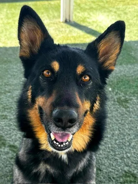 An adult large-sized male Bicolor German Shepherd Dog dog named Hutch for adoption in Newport Beach, CA