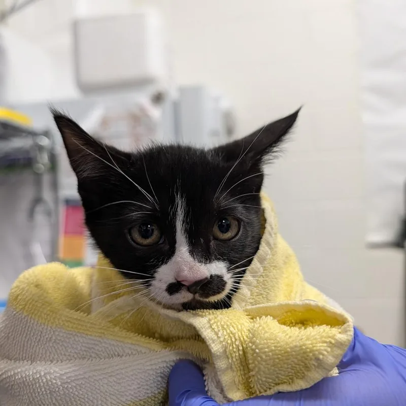 A baby small-sized female Black Domestic Short Hair cat named Bubblegum for adoption in League City, TX