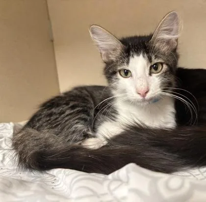 A baby medium-sized male Domestic Medium Hair cat named Oscar I AM for adoption in East Brookfield, MA