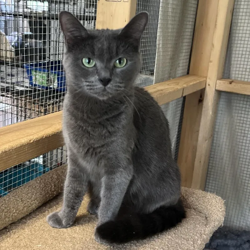 An adult medium-sized female Gray / Blue / Silver Domestic Medium Hair cat named Pegasus for adoption in Wappingers Falls, NY