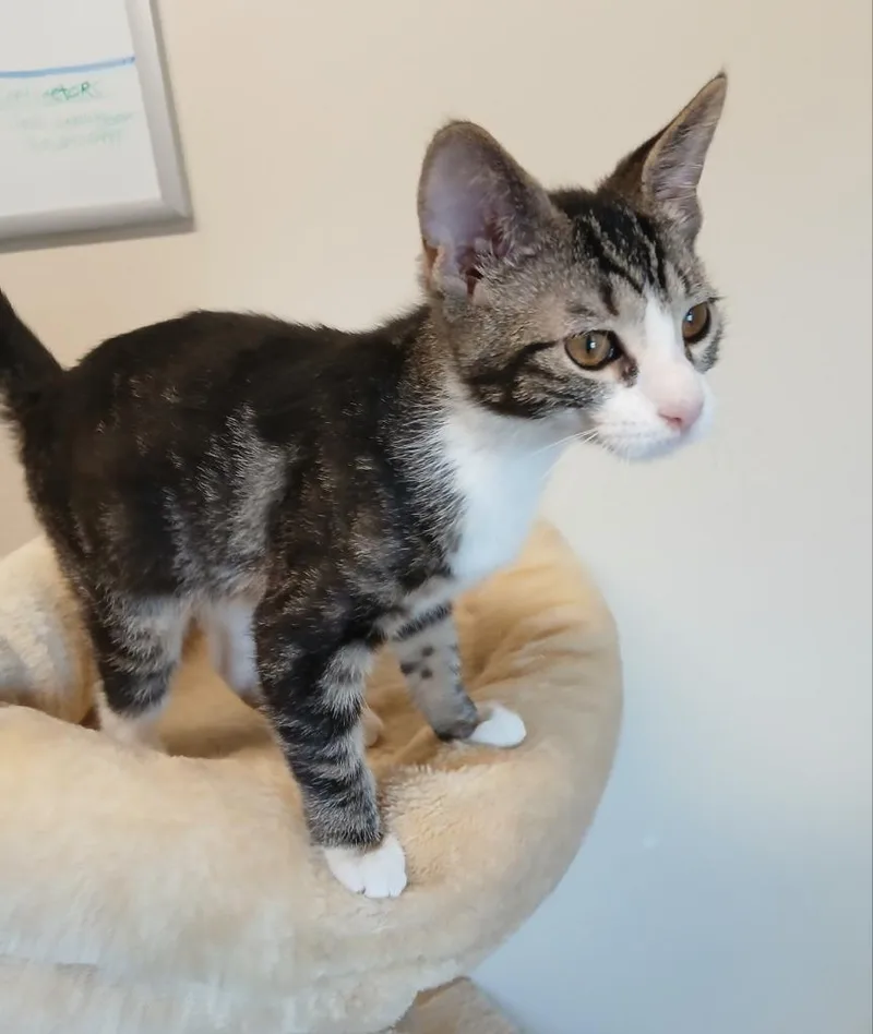 A baby small-sized female Domestic Short Hair cat named Latte for adoption in Ladysmith, WI