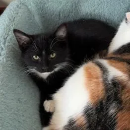 A young medium-sized male Domestic Short Hair cat named Tux for adoption in Coralville, IA
