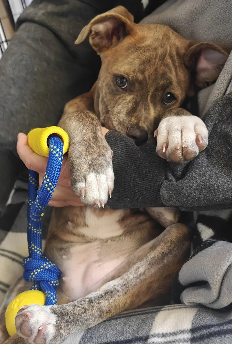 A baby medium-sized female Staffordshire Bull Terrier dog named Shasta for adoption in Davis, CA