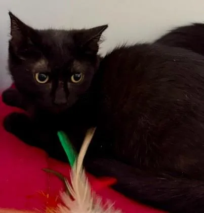 A baby medium-sized female Black Domestic Short Hair cat named Watermelon for adoption in Andover, MN