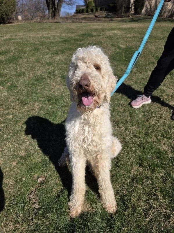 An adult large-sized male White / Cream Goldendoodle dog named Mason for adoption in Orland Park, IL