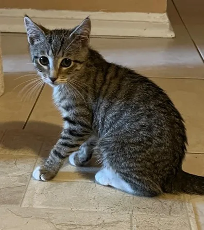 A baby small-sized male Tabby (Brown / Chocolate) Domestic Short Hair cat named Barry for adoption in New York, NY
