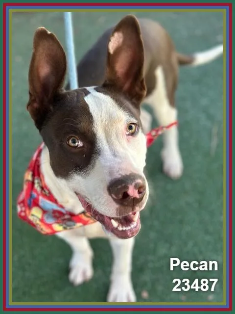 A young medium-sized male Pit Bull Terrier dog named Pecan for adoption in Marietta, GA