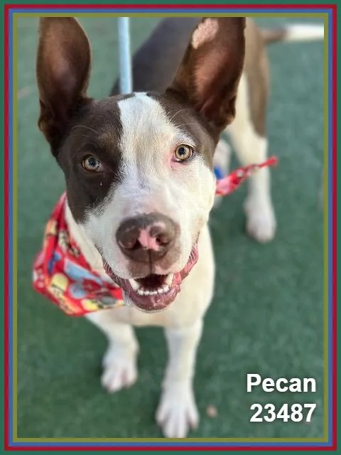 Pecan thumbnail 2
