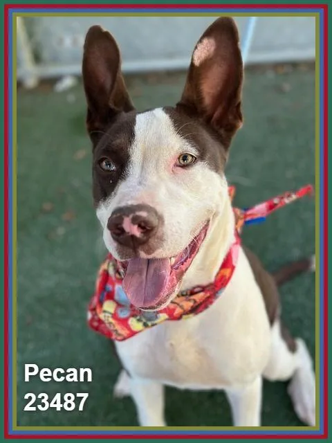 Pecan thumbnail 4