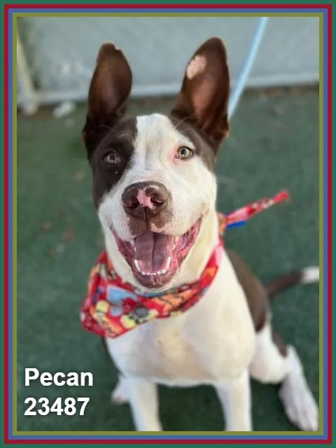 Pecan thumbnail 5