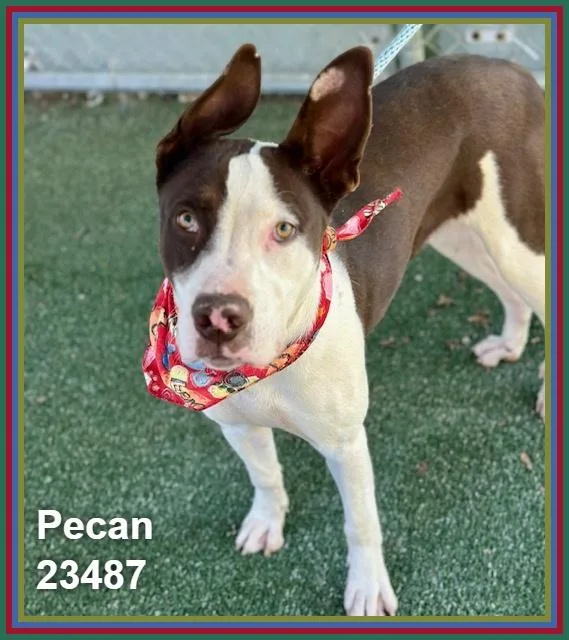 Pecan thumbnail 6