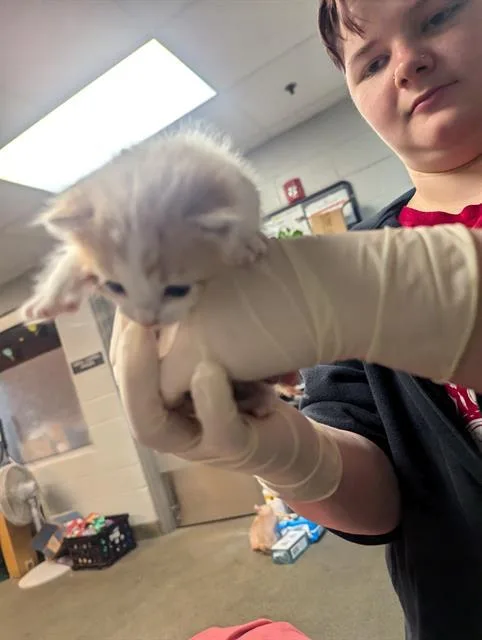 A baby small-sized male Domestic Short Hair cat named Cheez It for adoption in Jacksonville, FL