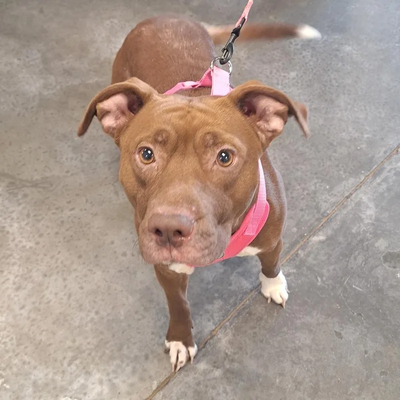 A young medium-sized female Pit Bull Terrier dog named Bunny for adoption in Gautier, MS
