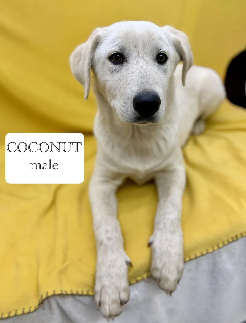 A baby medium-sized male White / Cream Great Pyrenees dog named Coconut for adoption in Sonora, CA