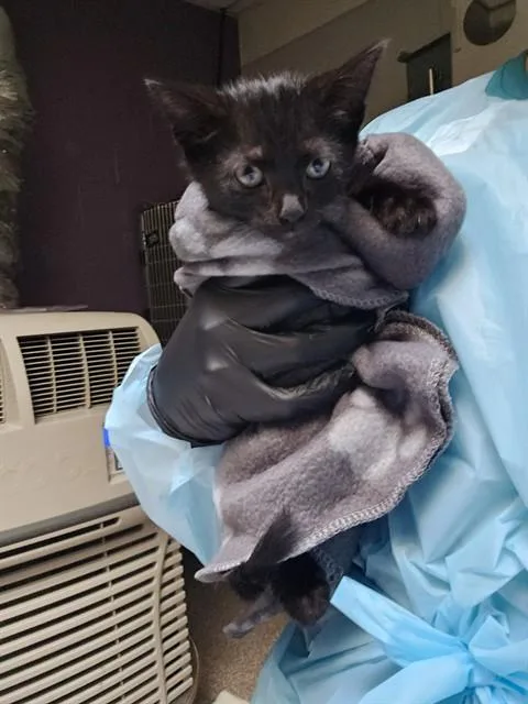A baby small-sized male Domestic Short Hair cat named Lupine for adoption in Pueblo, CO