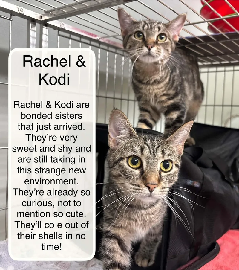 A young medium-sized female Tabby (Brown / Chocolate) Domestic Short Hair cat named Rachael bonded with Kodi for adoption in Ellicott City, MD