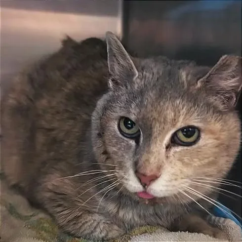 A senior medium-sized female Tortoiseshell Domestic Short Hair cat named Sunshine for adoption in Manheim, PA