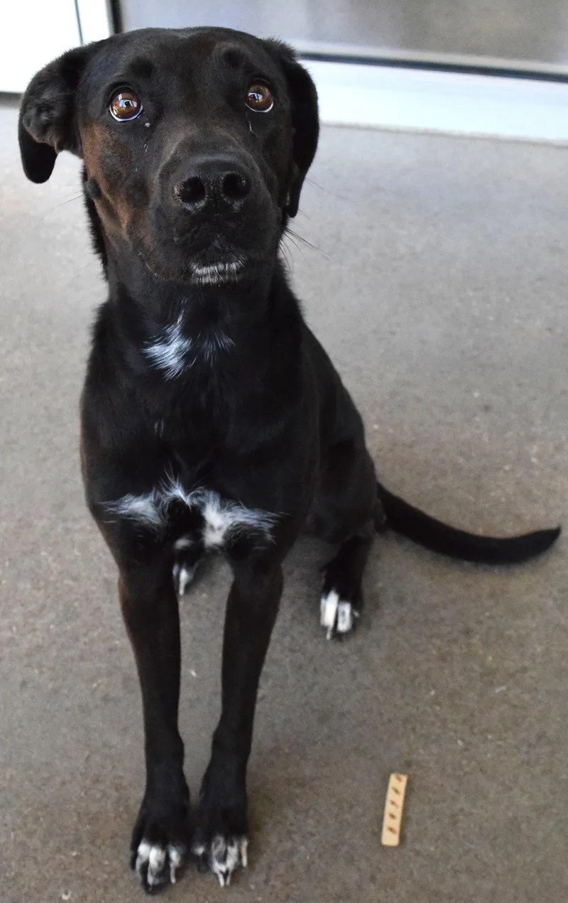 An adult medium-sized female Black Labrador Retriever dog named 22348 for adoption in Broken Arrow, OK