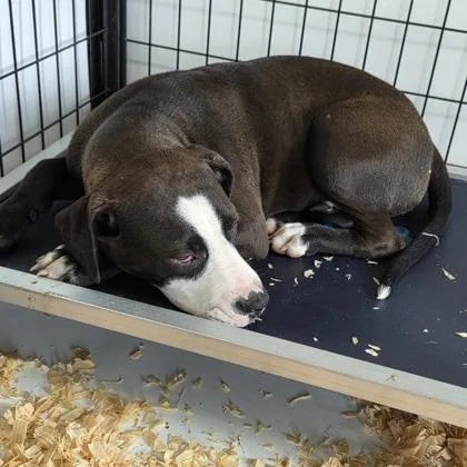 A young medium-sized male Black Mixed Breed dog named Ollie for adoption in Jacksonville Beach, FL