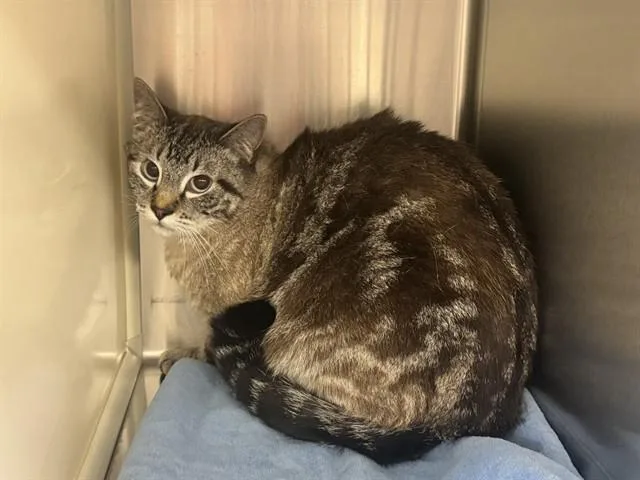 A young medium-sized male Domestic Short Hair cat named Luke for adoption in Colorado Springs, CO