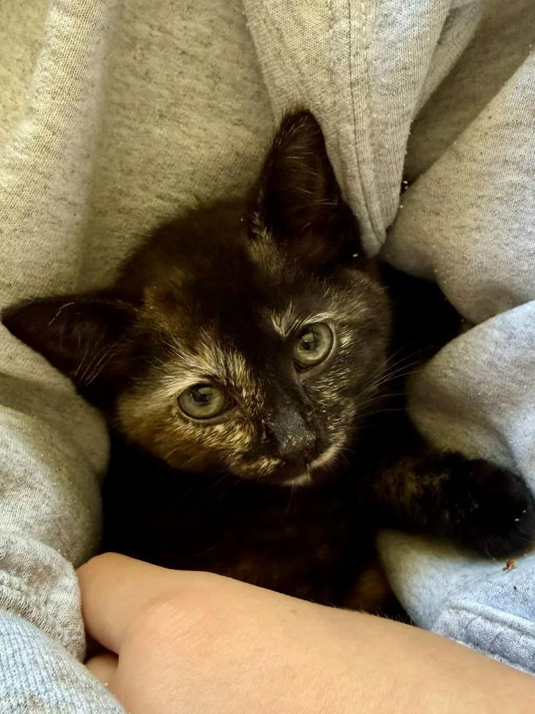 A baby medium-sized female Domestic Short Hair cat named Mochi for adoption in Hamilton, OH