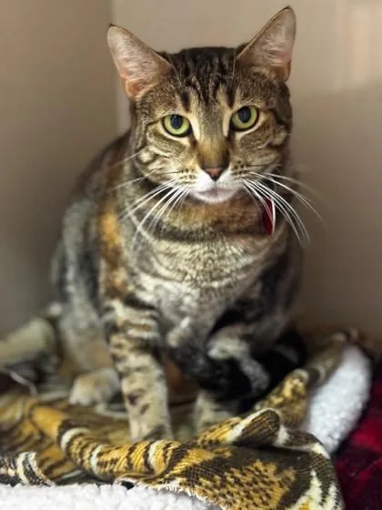 An adult medium-sized female Tabby (Brown / Chocolate) Domestic Short Hair cat named Andromeda for adoption in Stanwood, WA