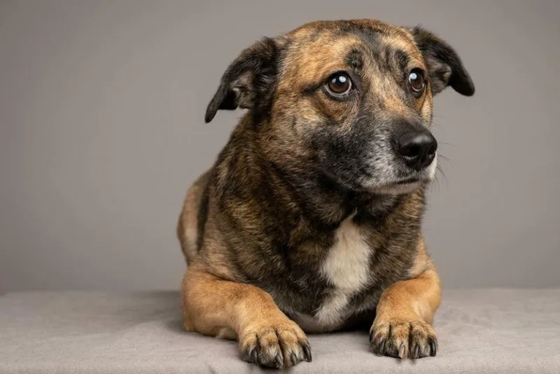 A young medium-sized male Mixed Breed dog named Booboo for adoption in Waverly, NY
