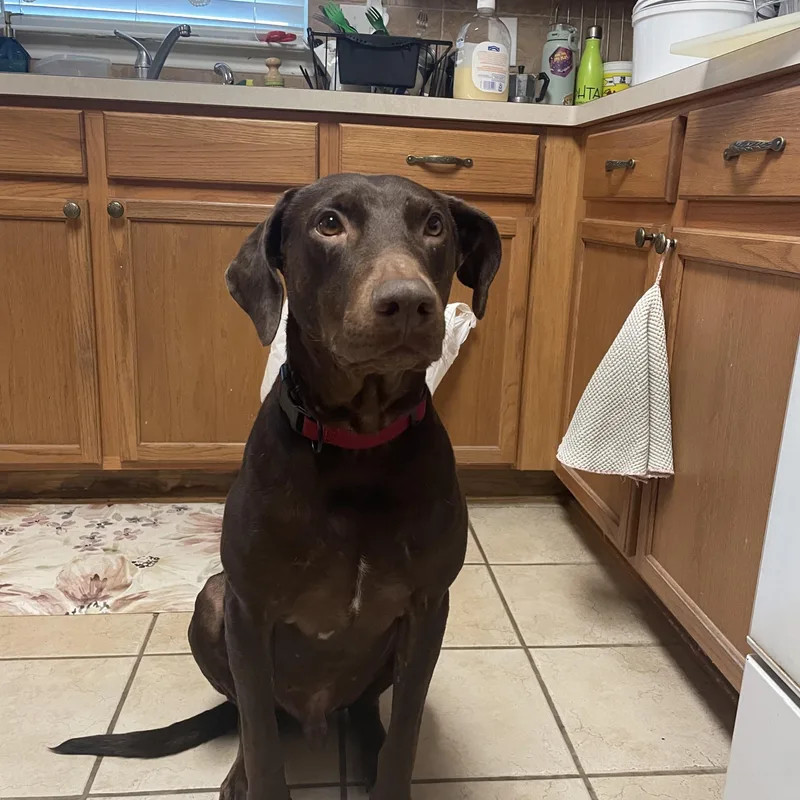 An adult medium-sized male Retriever dog named Maverick for adoption in Martinez, CA