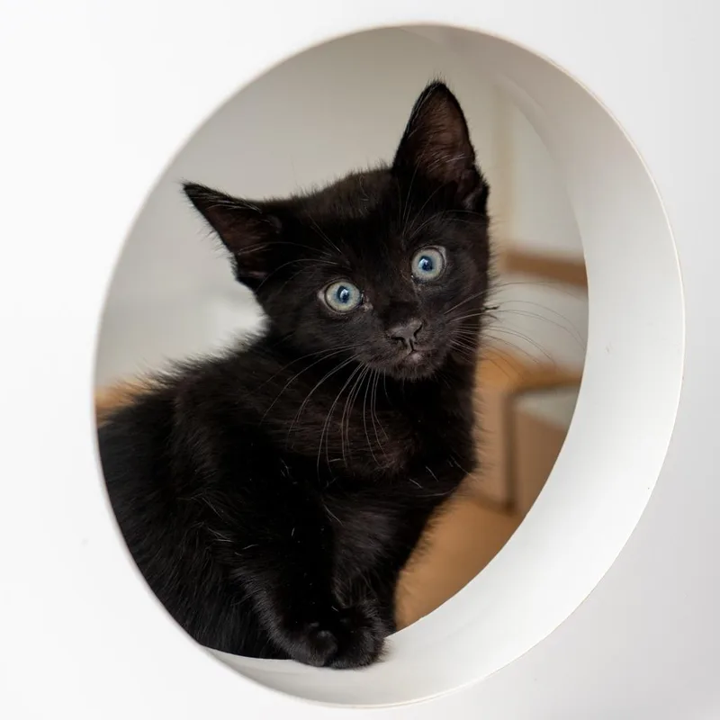 A baby small-sized male Black Domestic Short Hair cat named Puff for adoption in New York, NY