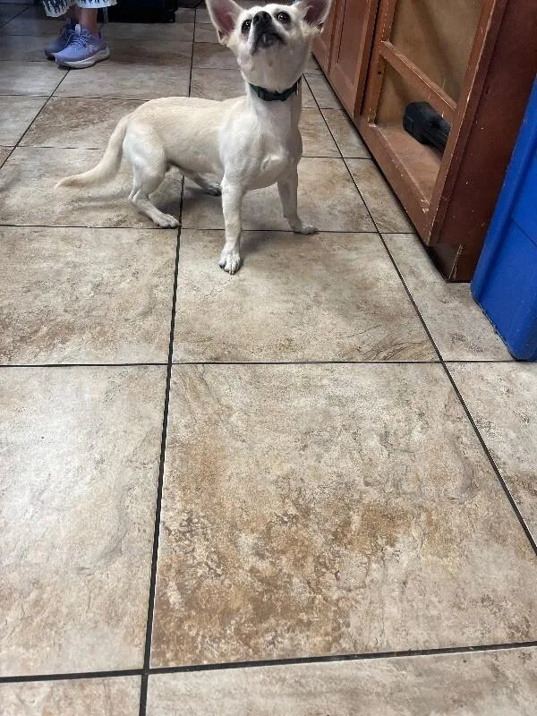 An adult small-sized male White / Cream Mixed Breed dog named Mountain for adoption in Cincinnati, OH