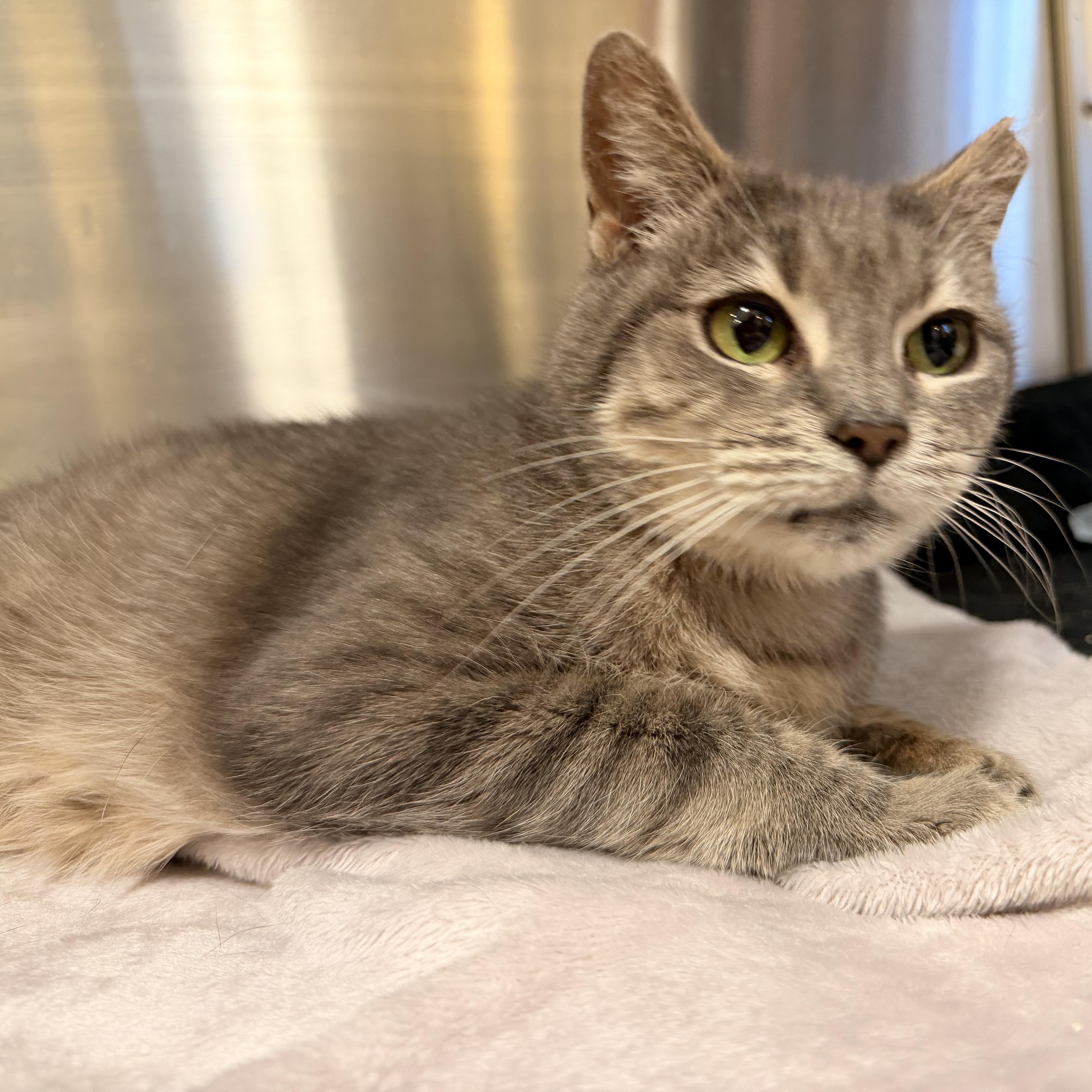 A senior medium-sized female Tabby (Gray / Blue / Silver) Domestic Short Hair cat named Marmi for adoption in Scranton, PA