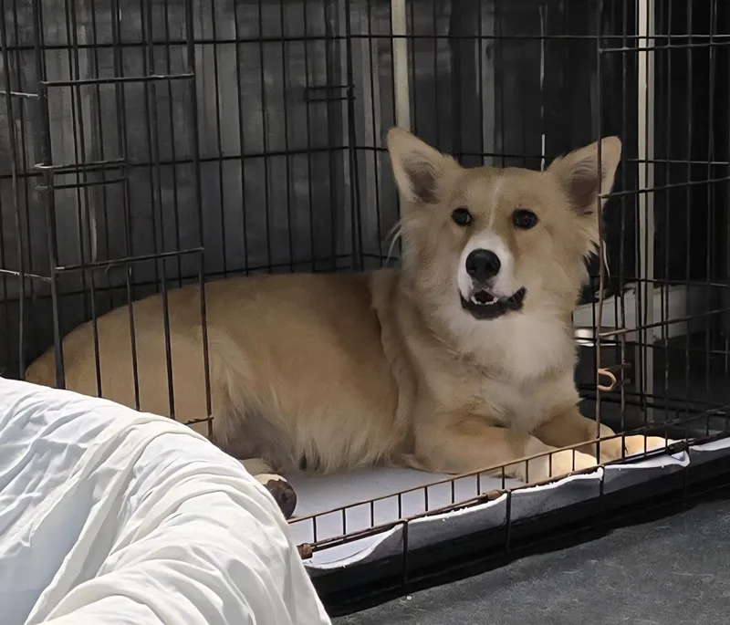 A young medium-sized female Yellow / Tan / Blond / Fawn Mixed Breed dog named Foxy for adoption in BONIFAY, FL