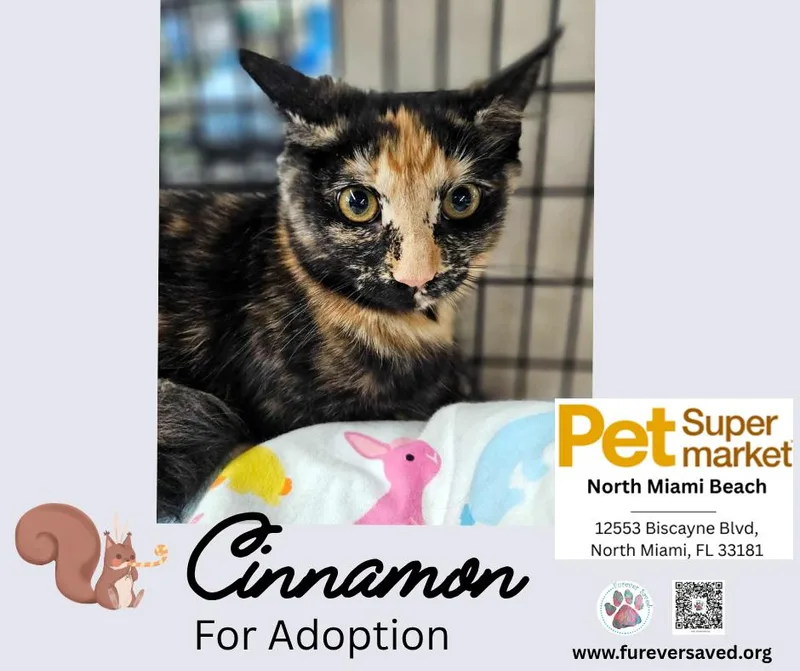 Cinnamon thumbnail 3