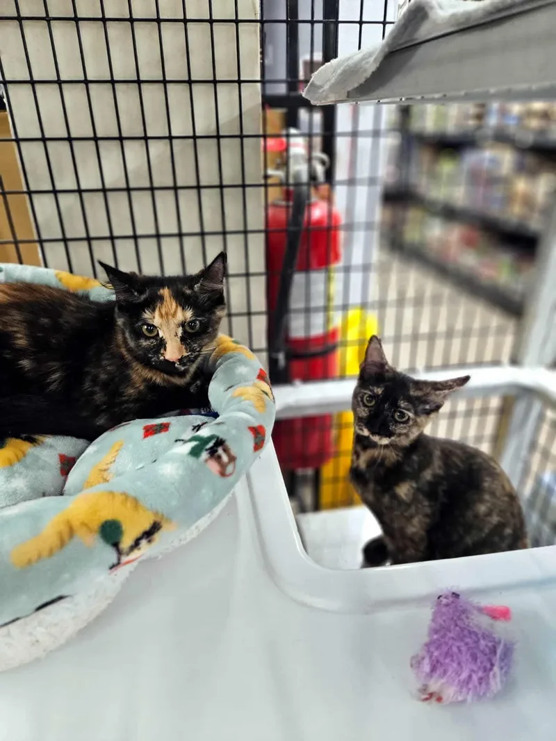 Cinnamon thumbnail 4