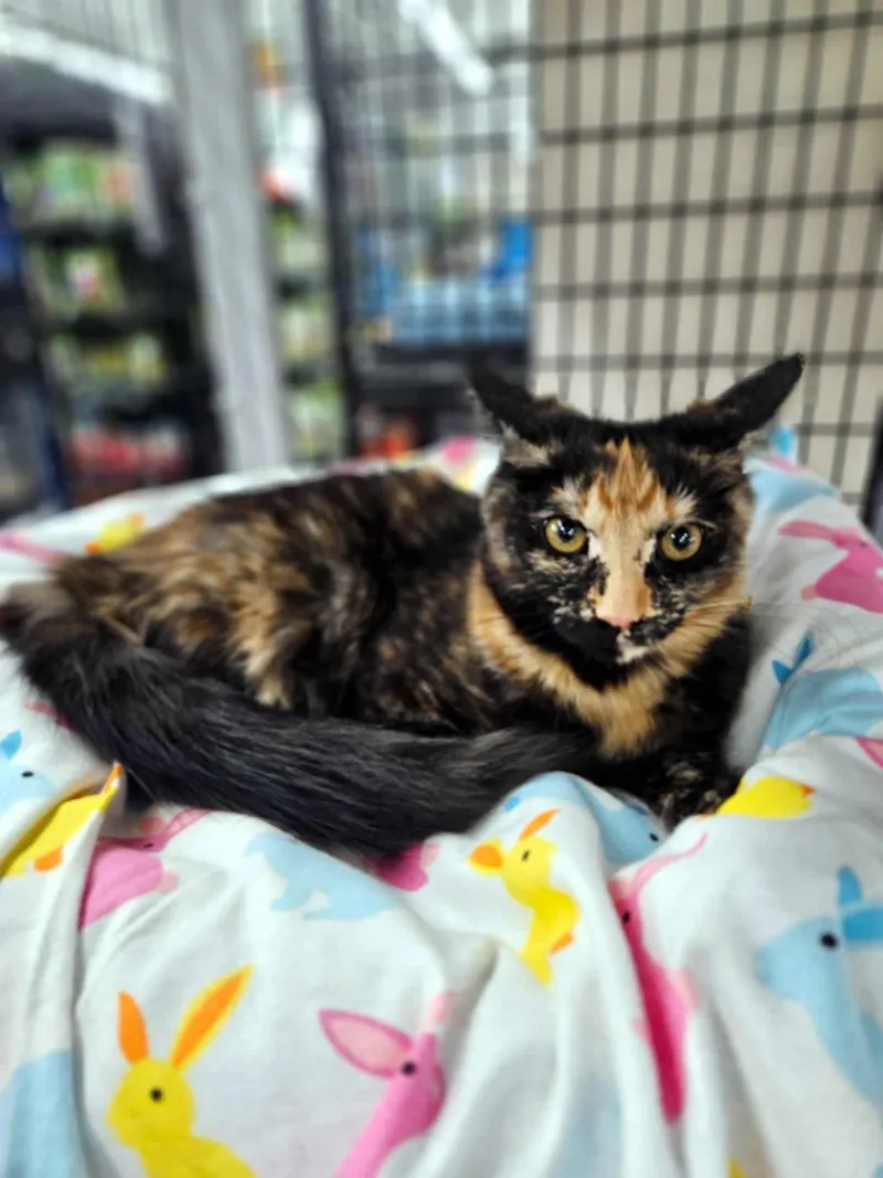 Cinnamon thumbnail 5