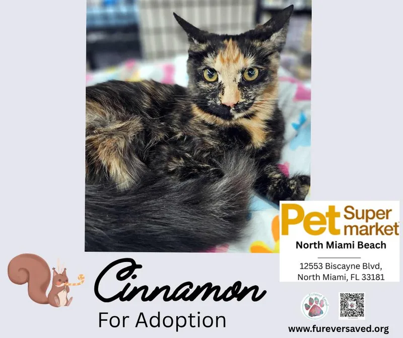 Cinnamon thumbnail 6